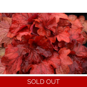 Heuchera 'Fire Alarm'